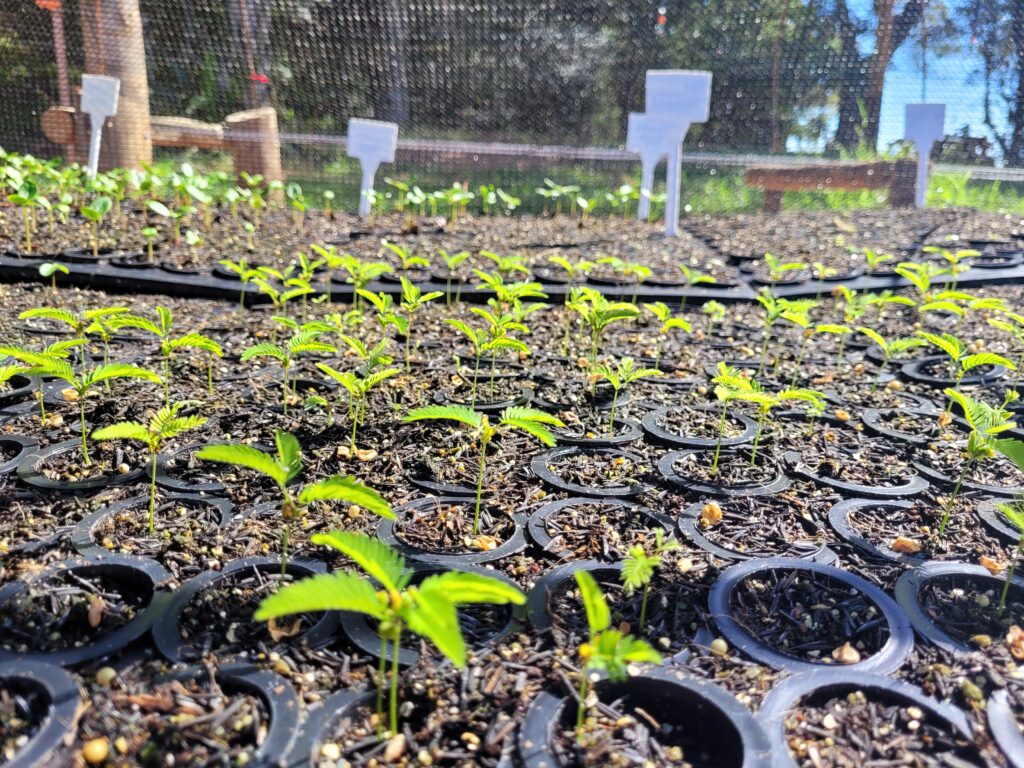 Mudas para Climas Quentes: Espécies Resistentes e Dicas de Cultivo